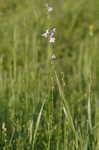 Oldfield toadflax